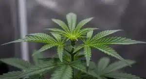 Planta de Girl Scout Cookies x Cheese en fase vegetativa avanzada, crecimiento apical y hojas sanas bajo cultivo controlado.