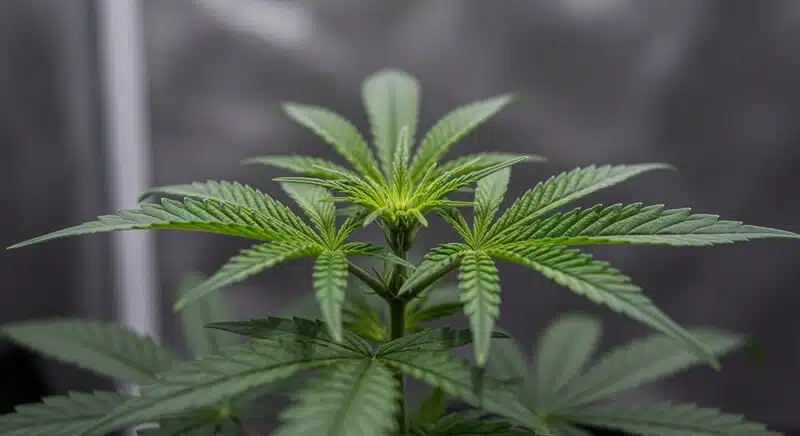 Planta de Girl Scout Cookies x Cheese en fase vegetativa avanzada, crecimiento apical y hojas sanas bajo cultivo controlado.