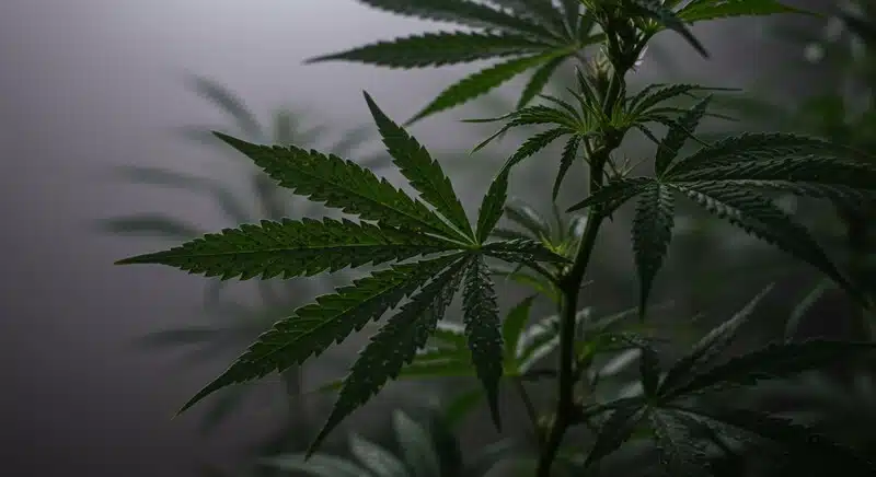 Planta de Girl Scout Cookies x Kush creciendo en interior con hojas anchas y una estructura fuerte durante las primeras etapas de desarrollo