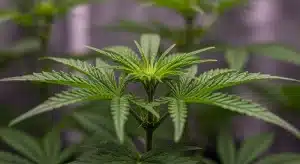 Planta de Girl Scout Cookies x Kush en fase vegetativa con un crecimiento apical y hojas sanas bajo iluminación controlada.