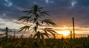 Grape Killer 99 desarrollándose al aire libre bajo condiciones naturales de cultivo.