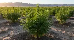 Planta Grape Killer Fast Version cultivada en exterior, estructura uniforme en un cultivo de gran escala bajo luz natural.