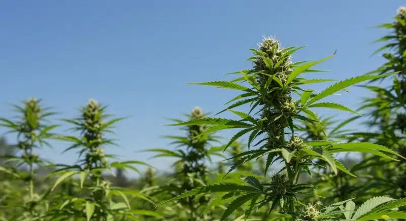 Grape Killer Haze Auto desarrollándose al aire libre con una estructura típica de dominancia sativa y excelente producción floral. Esta variedad autofloreciente destaca por su rápido ciclo de cultivo.