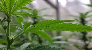 Hoja de Ghost OG Chemdog Auto con presencia de pequeños insectos durante una inspección fitosanitaria en invernadero.