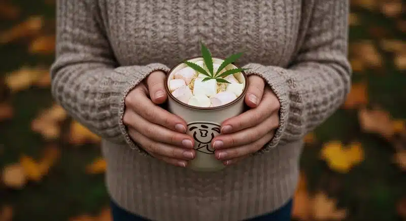 Malvaviscos y cannabis utilizada en recetas de comestibles infusionados.
