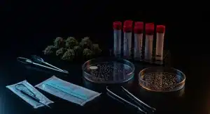 Formación de CBN a partir de THC degradado analizada en laboratorio de cannabis mediante cultivos y muestras de control.