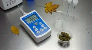Cómo afecta la humedad a la potencia de los cannabinoides en flores de cannabis almacenadas.