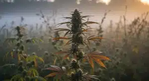 Marihuana tipo caramelo con flores de cannabis de perfil dulce y afrutado en cultivo exterior.