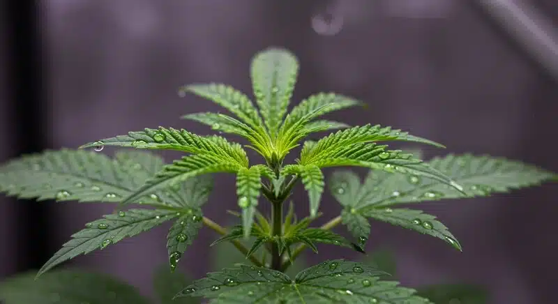 Planta joven de Girl Scout Cookies x Somango Auto en cultivo interior con hojas verdes saludables y desarrollo uniforme de nuevos brotes.