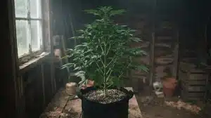 Planta de cannabis Alaskan Thunderfuck en fase vegetativa cultivada en maceta de tela.