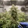 Cosecha de cogollos de Amnesia Fast Version en cultivo interior durante la floración.