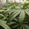 Amnesia Kush Auto con gotas de agua durante el cultivo en interior.
