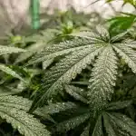Amnesia Kush Auto con gotas de agua durante el cultivo en interior.
