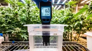 Medidor de pH analizando el agua de riego para prevenir los riesgos de contaminación del agua en sistemas de cultivo de cannabis.