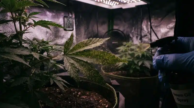 Aplicación de aceite de neem en planta de Badazz Rolex para el control de plagas.