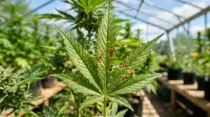 Hoja de cannabis con manchas y daños visibles asociados a posibles fuentes de contaminación microbiana en cannabis.