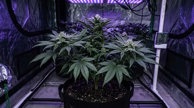 Cultivo de cannabis en interior con medidas para reducir los riesgos de Aspergillus para consumidores.