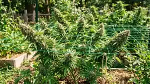 Contaminación microbiana y riesgos para usuarios inmunodeprimidos en plantas de cannabis cultivadas en exterior.