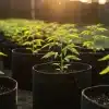 Plántulas de cannabis en macetas para estudiar microbios beneficiosos vs dañinos en el cultivo.