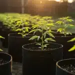 Plántulas de cannabis en macetas para estudiar microbios beneficiosos vs dañinos en el cultivo.