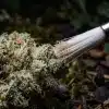 Cogollo de cannabis con tricomas expuesto a la luz y degradación de cannabinoides por exposición a la luz.