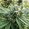 Amnesia Haze Autoflower F1 con abundantes tricomas en floración.