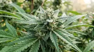 Amnesia Haze Autoflower F1 con abundantes tricomas en floración.