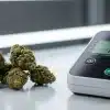 Medición de la actividad de agua para prevenir riesgos de contaminación durante el secado y curado del cannabis.