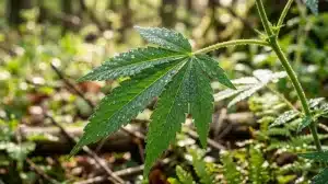 Hoja de cannabis Amnesia Blue Headband con gotas de rocío en crecimiento vegetativo.