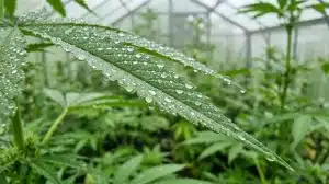 Hoja de cannabis con gotas de humedad en un cultivo, relacionada con los tipos de contaminación microbiana en plantas de cannabis.
