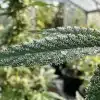 Hojas de Amnesia Kush con gotas de agua durante el cultivo en interior.