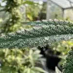 Hojas de Amnesia Kush con gotas de agua durante el cultivo en interior.