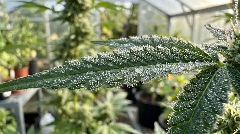 Hojas de Amnesia Kush con gotas de agua durante el cultivo en interior.