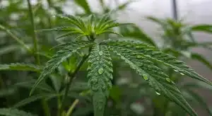 Hojas de cannabis inspeccionadas para diferenciar oídio y botritis en el cannabis.