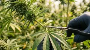 Manicurado de un cogollo de cannabis con herramientas limpias para prevenir los riesgos para la salud asociados al cannabis contaminado..