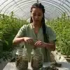 Cultivadora manipulando cannabis con sustrato esterilizado para el cultivo de cannabis.