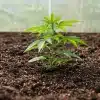 Plántula de cannabis en suelo para prevenir la contaminación microbiana en cultivos en tierra.