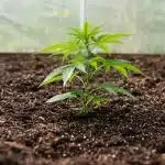Plántula de cannabis en suelo para prevenir la contaminación microbiana en cultivos en tierra.