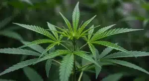 Planta de cannabis monitoreada con uso de sensores ambientales para prevenir contaminaciones.
