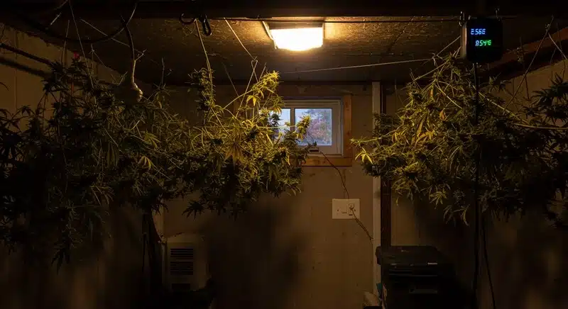 Controlar la humedad durante el secado de plantas grandes de cannabis es fundamental para evitar la aparición de moho y conservar la calidad de los cogollos.