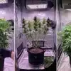 Blue Fruit Auto en cultivo interior con evolución tras poda y entrenamiento.
