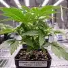 Blunicorn #5 en fase vegetativa bajo iluminación LED en cultivo interior.