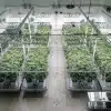 Cultivo interior de cannabis bajo iluminación controlada y cómo la luz afecta a concentrados y extractos.