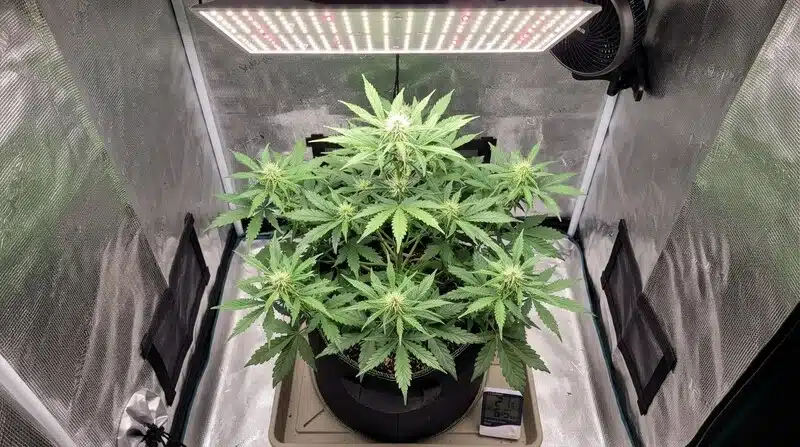 Planta de cannabis en fase de floración dentro de un armario de cultivo con panel LED y control básico de temperatura y humedad.