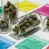 Cogollos de cannabis en frascos de vidrio transparente y efecto de la transparencia del envase en la degradación de cannabinoides.