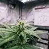 Flor de cannabis en cultivo interior usada para medir la degradación de cannabinoides por exposición a la luz.