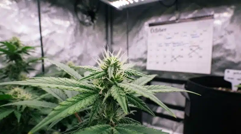 Flor de cannabis en cultivo interior usada para medir la degradación de cannabinoides por exposición a la luz.