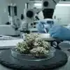 Análisis de flores de cannabis en laboratorio para estudiar si la luz degrada el CBD.