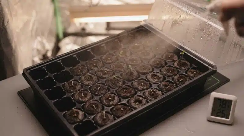 Bandeja de germinación de cannabis con alta humedad y control para prevenir contaminación por aflatoxinas en flores.