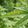 Hoja de Blue Colombian Kush con manchas amarillas y daños visibles.